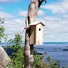LINNUNPÖNTTÖ KOLO DESIGN